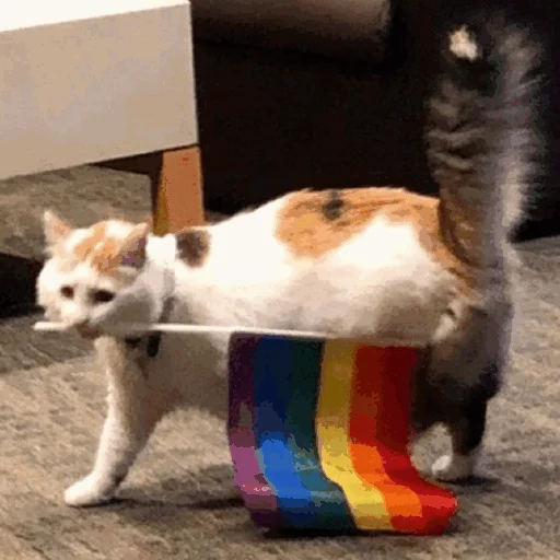 Стікер Funny Cats 🏳️‍🌈