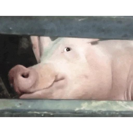 Эмодзи большая свинячья ферма 🧐