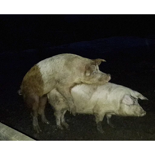 Эмодзи большая свинячья ферма 😘