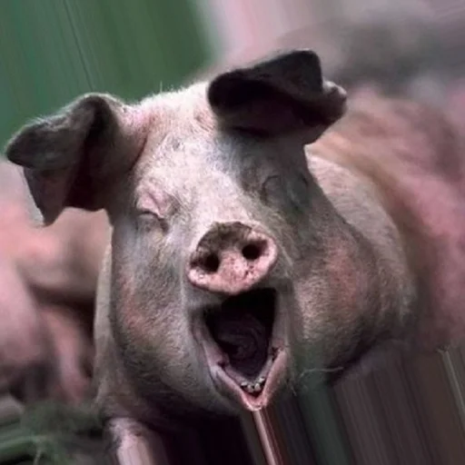 Эмодзи большая свинячья ферма 😆