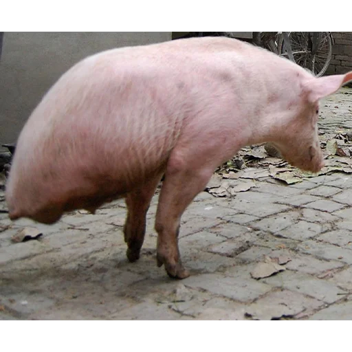 Telegram Sticker «большая свинячья ферма» 🙂