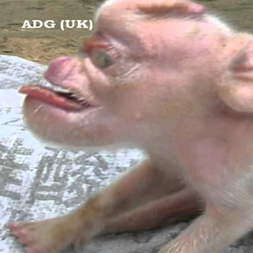 Эмодзи большая свинячья ферма 😛