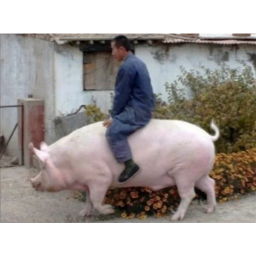 Эмодзи большая свинячья ферма ✋