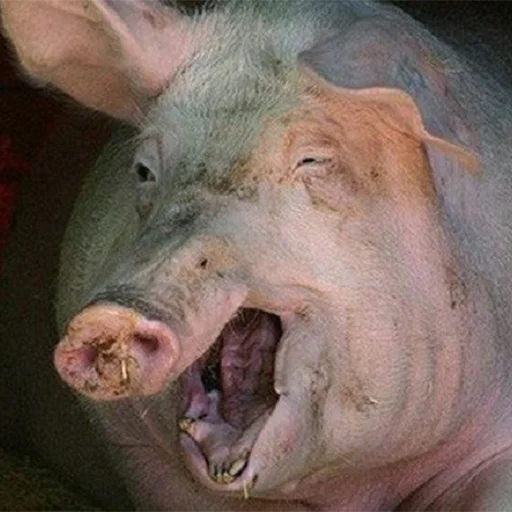 Эмодзи большая свинячья ферма 😄