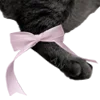 Bimbo telegram