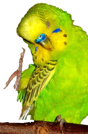 Эмодзи блядские папуги 