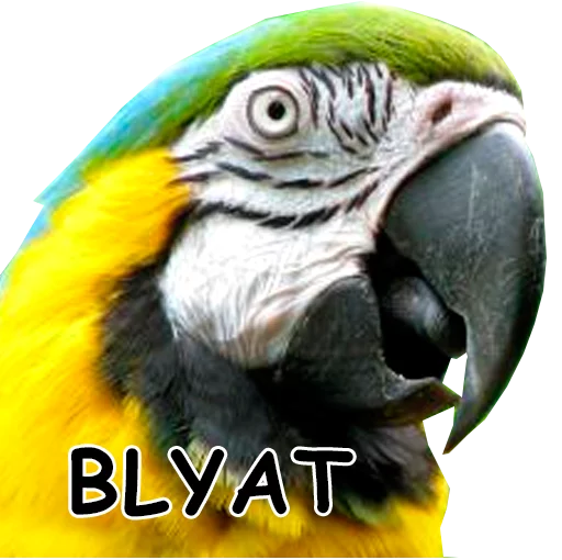 Telegram Sticker «блядские папуги» 