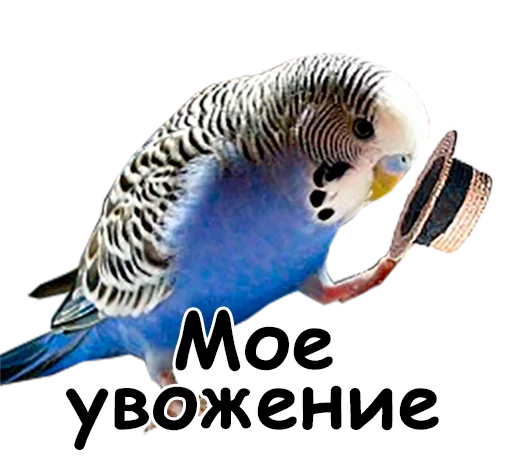 Telegram stiker «блядские папуги» 