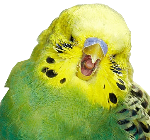 блядские папуги emoji 