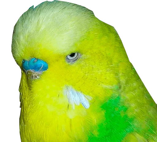 блядские папуги emoji 
