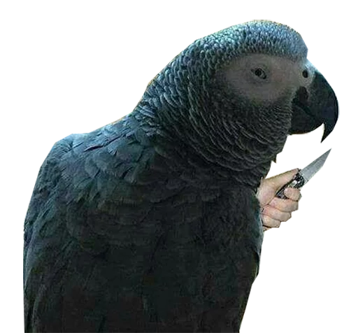 Стікер блядские папуги 🔪