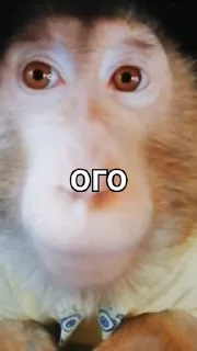 Бибизяна мем