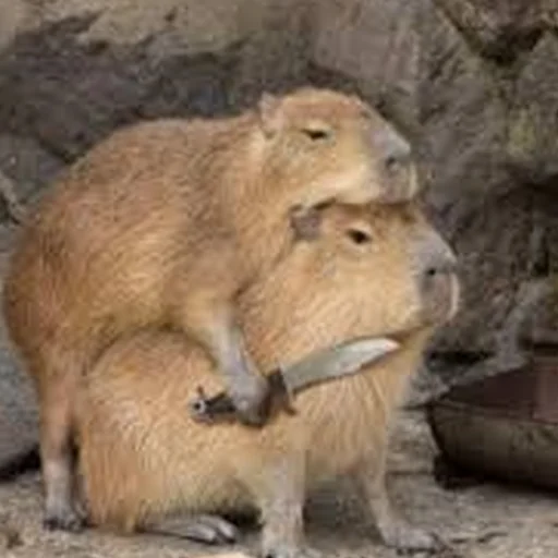 Стикер Telegram «Capybara Are My Life» 🔪