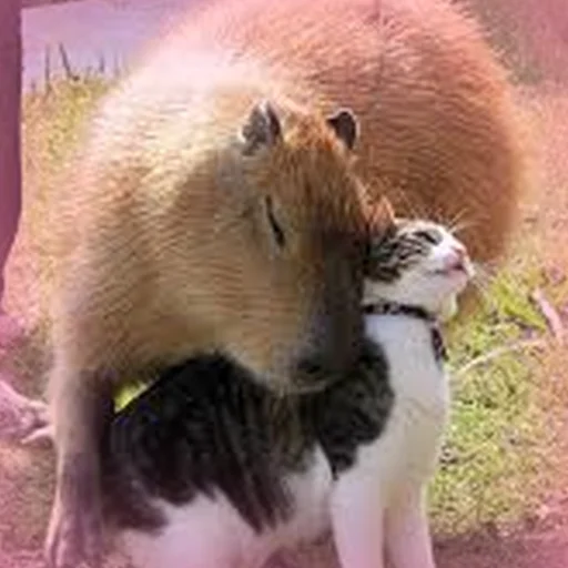 Стикер Telegram «Capybara Are My Life» 🤗