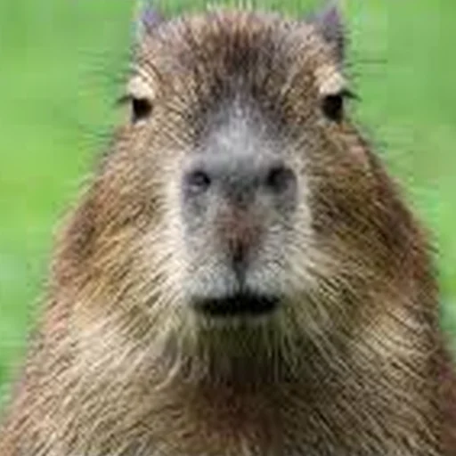 Стикер Telegram «Capybara Are My Life» 😐