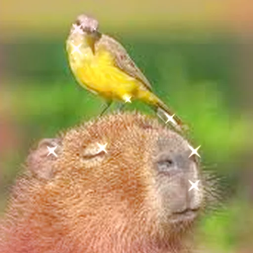 Стикер Telegram «Capybara Are My Life» 😌