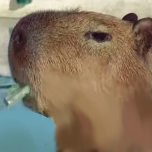 Стикер Telegram «Capybara Are My Life» 🚬