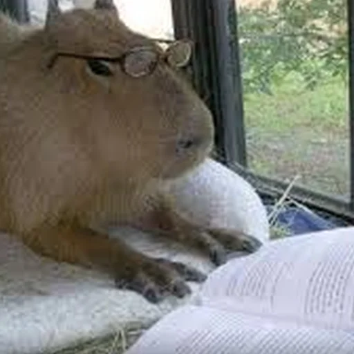 Стикер Telegram «Capybara Are My Life» 🤨