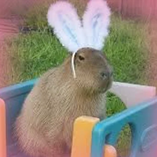 Стикер Telegram «Capybara Are My Life» 🐰