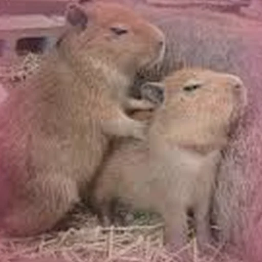 Стикер Telegram «Capybara Are My Life» 💆
