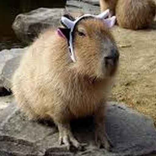 Стикер Telegram «Capybara Are My Life» 🐄