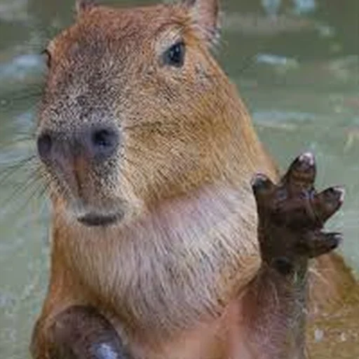 Стикер Telegram «Capybara Are My Life» 👋