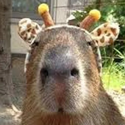 Стикер Telegram «Capybara Are My Life» 🦒