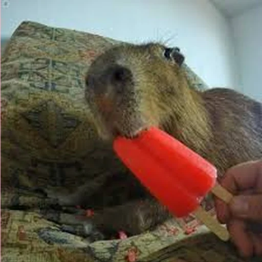 Эмодзи Capybara Are My Life 🍦