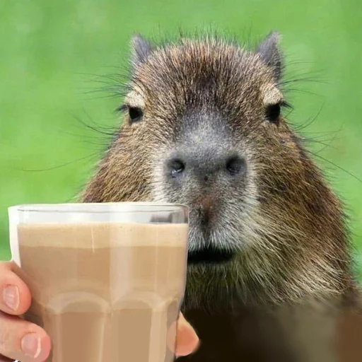 Стикер Telegram «Capybara Are My Life» ☕