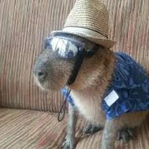 Стикер Telegram «Capybara Are My Life» 😎