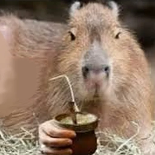 Стикер Telegram «Capybara Are My Life» 🥤