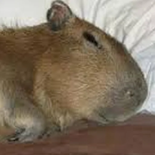 Стикер Telegram «Capybara Are My Life» 😴