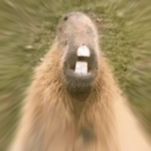Стикер Telegram «Capybara Are My Life» 😫