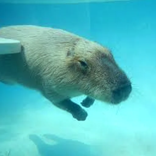 Стикер Telegram «Capybara Are My Life» 🌊