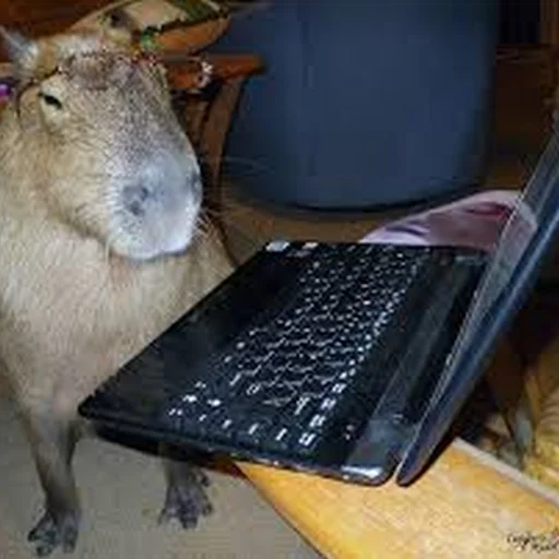 Стикер Telegram «Capybara Are My Life» 💻