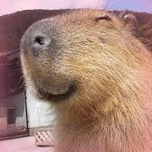 Capybara Are My Life emoji ☺️