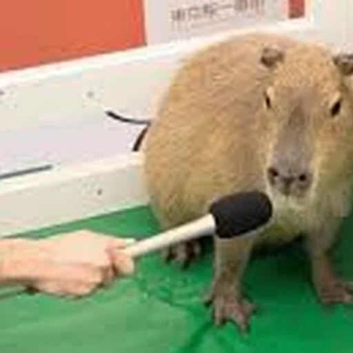 Стикер Telegram «Capybara Are My Life» 💬