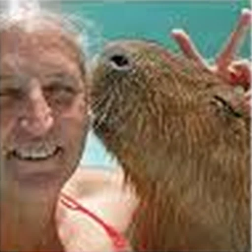 Стикер Telegram «Capybara Are My Life» 💋