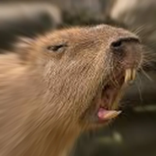 Стикер Telegram «Capybara Are My Life» 🤬