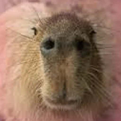 Стикер Telegram «Capybara Are My Life» 🙂