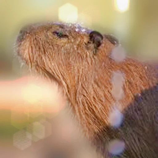 Стикер Telegram «Capybara Are My Life» 💦
