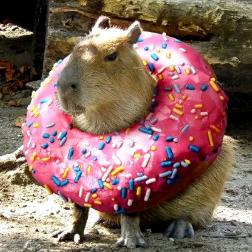 Стікер CapybaRa 🍩