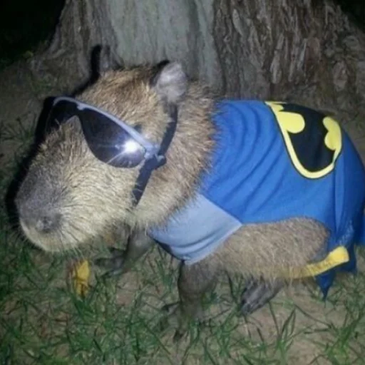 Стікер CapybaRa 🦇