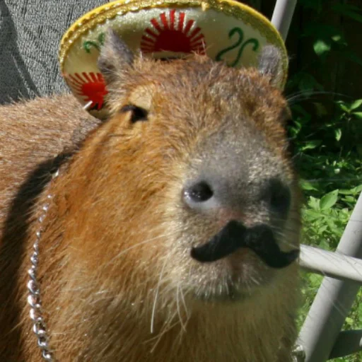 CapybaRa emoji 🇮🇹