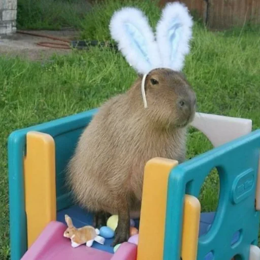 Стікер CapybaRa 🐇