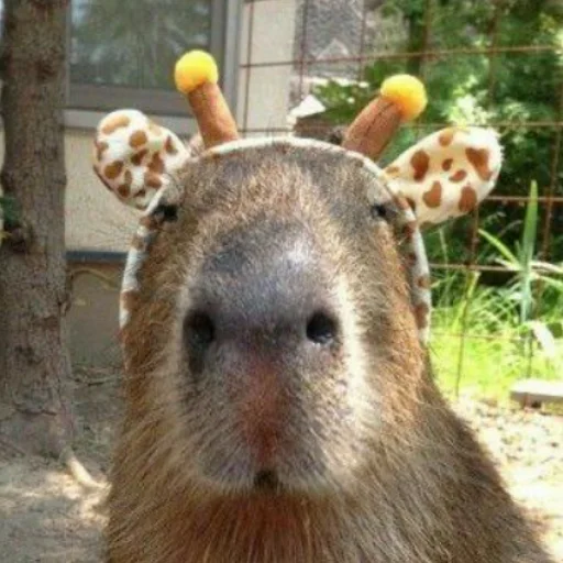 CapybaRa emoji 🦒