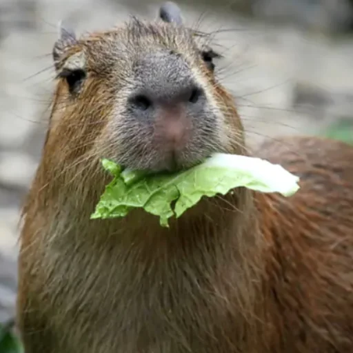 Telegram Sticker «CapybaRa» 🥬