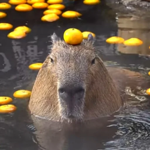Эмодзи CapybaRa 🍊