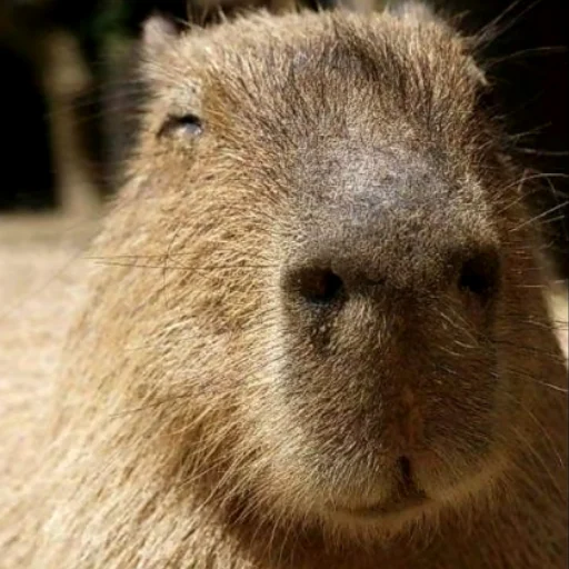 Емодзі CapybaRa 😌