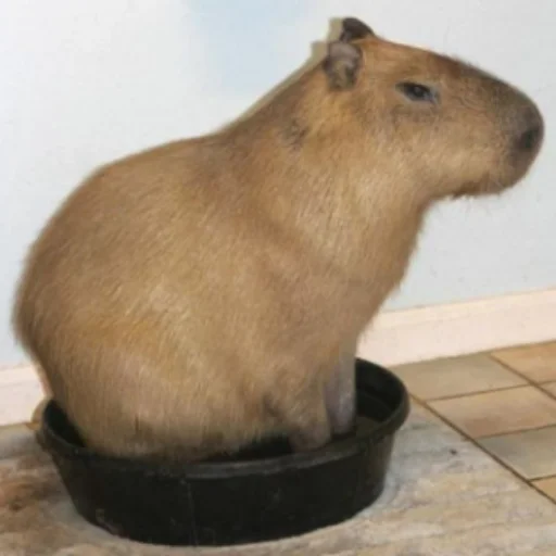 CapybaRa emoji 🪣